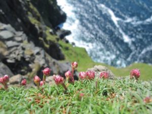 Flora & Fauna at the cliffs on Clare Island